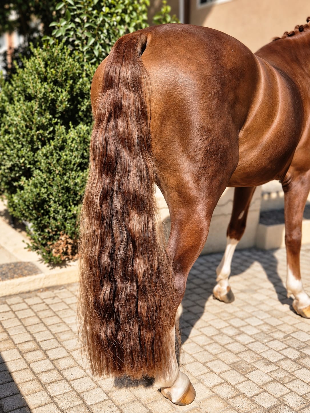 Chestnut horse wearing a full-length tail extension