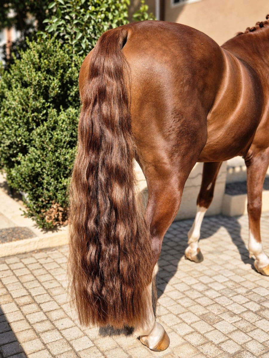 Chestnut horse wearing a full-length tail extension