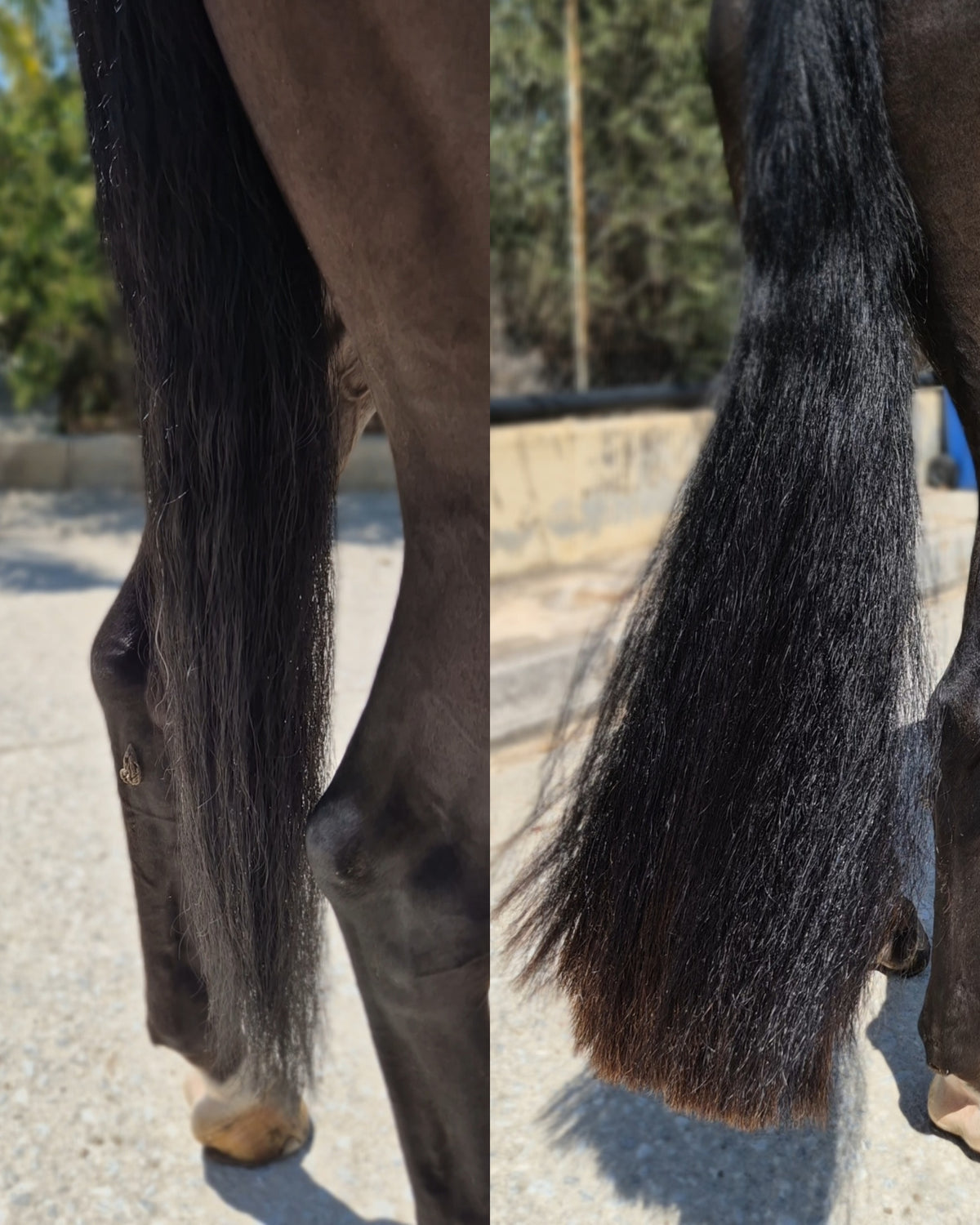 Natural Black Horse Tail Extension — Fairytail Extension by Equine Tails