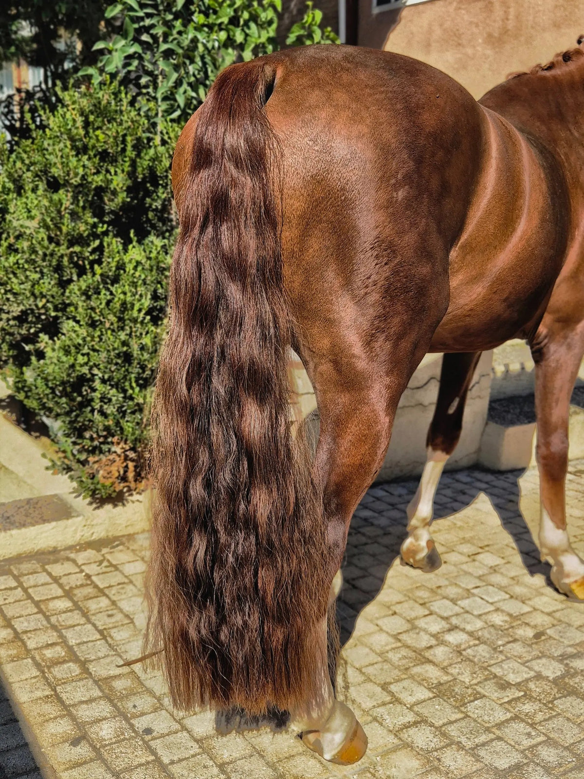 Chestnut Horse Tail Extension — Fairytail Extension by Equine Tails
