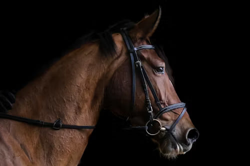 How to Choose Your First Dressage Bridle