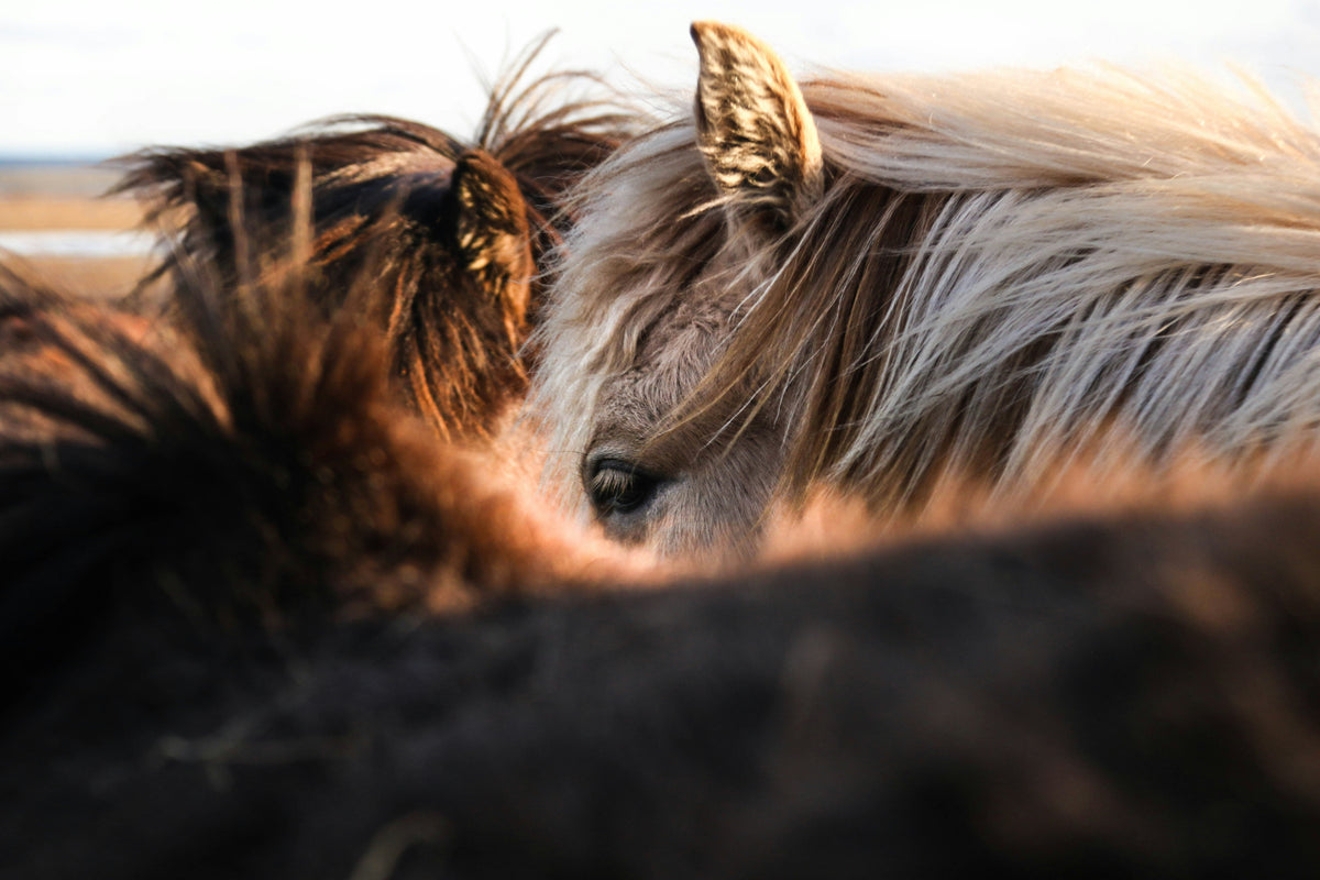 Horse Mane Extensions: What They Are and How to Attach Them