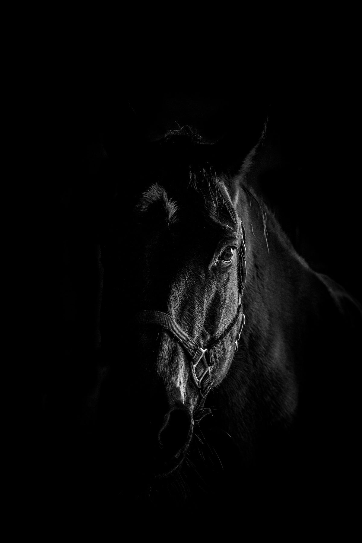 Black horse with a long mane and tail