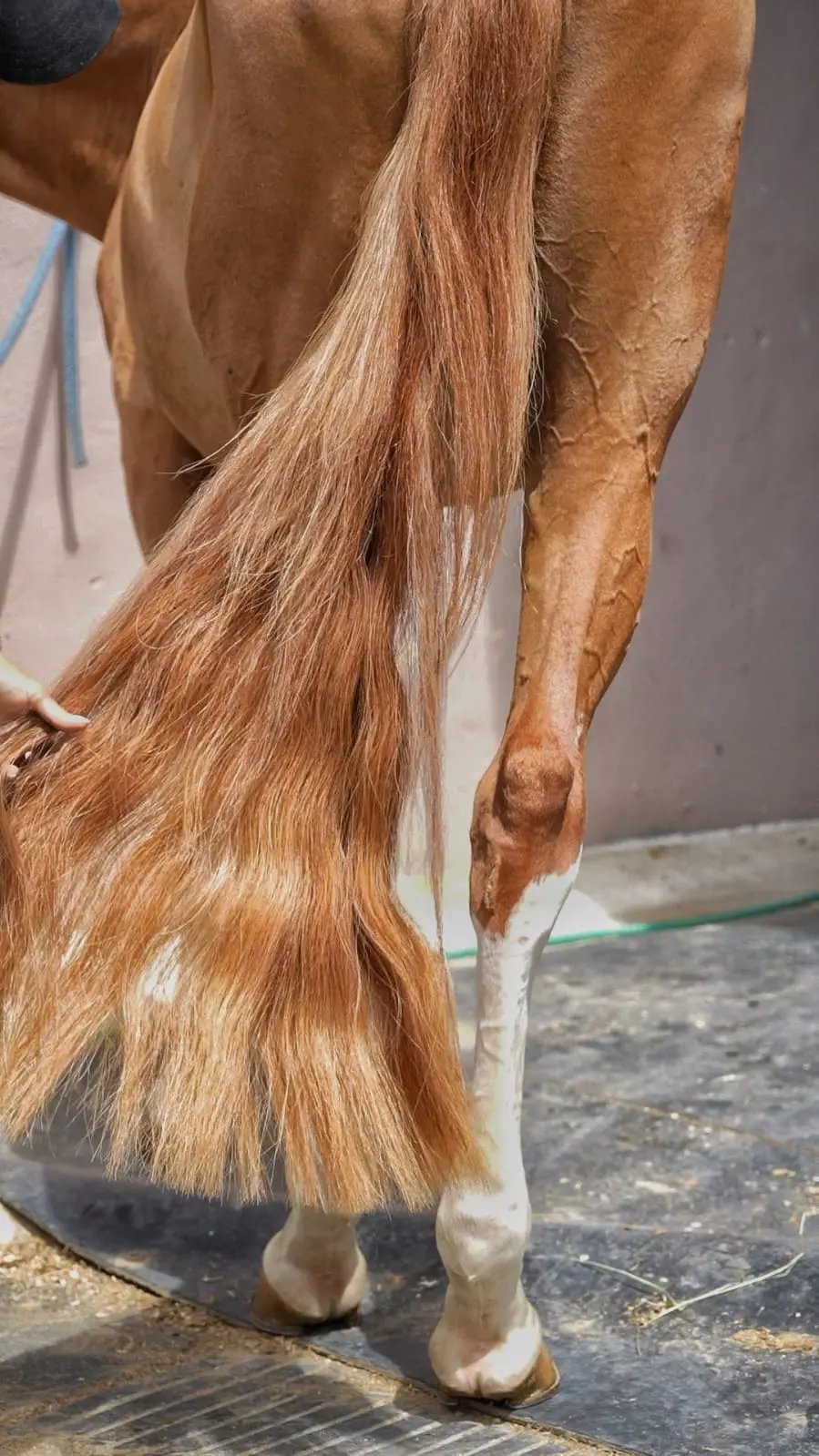 Flax Chestnut Horse Tail Extension — product view