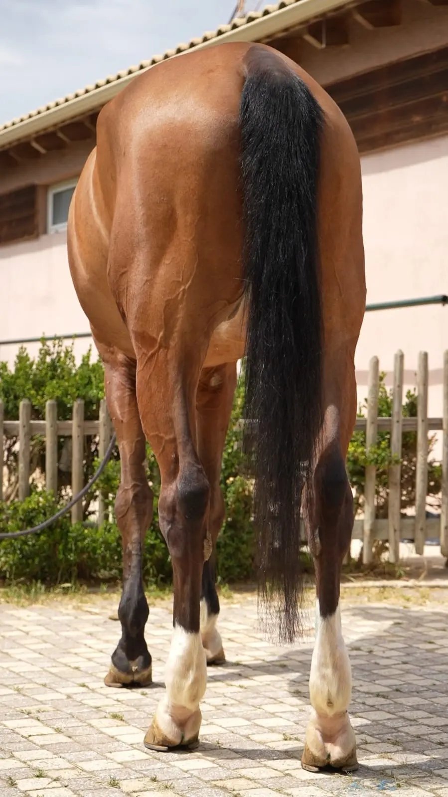 Horse tail before fitting a Fairytail Extension
