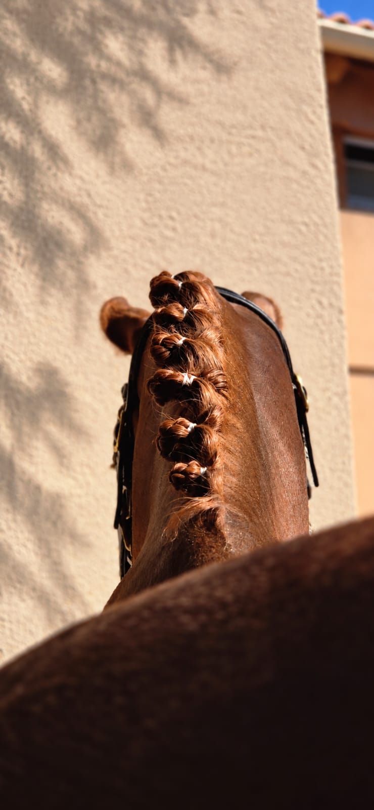 Chestnut horse with show-day braids