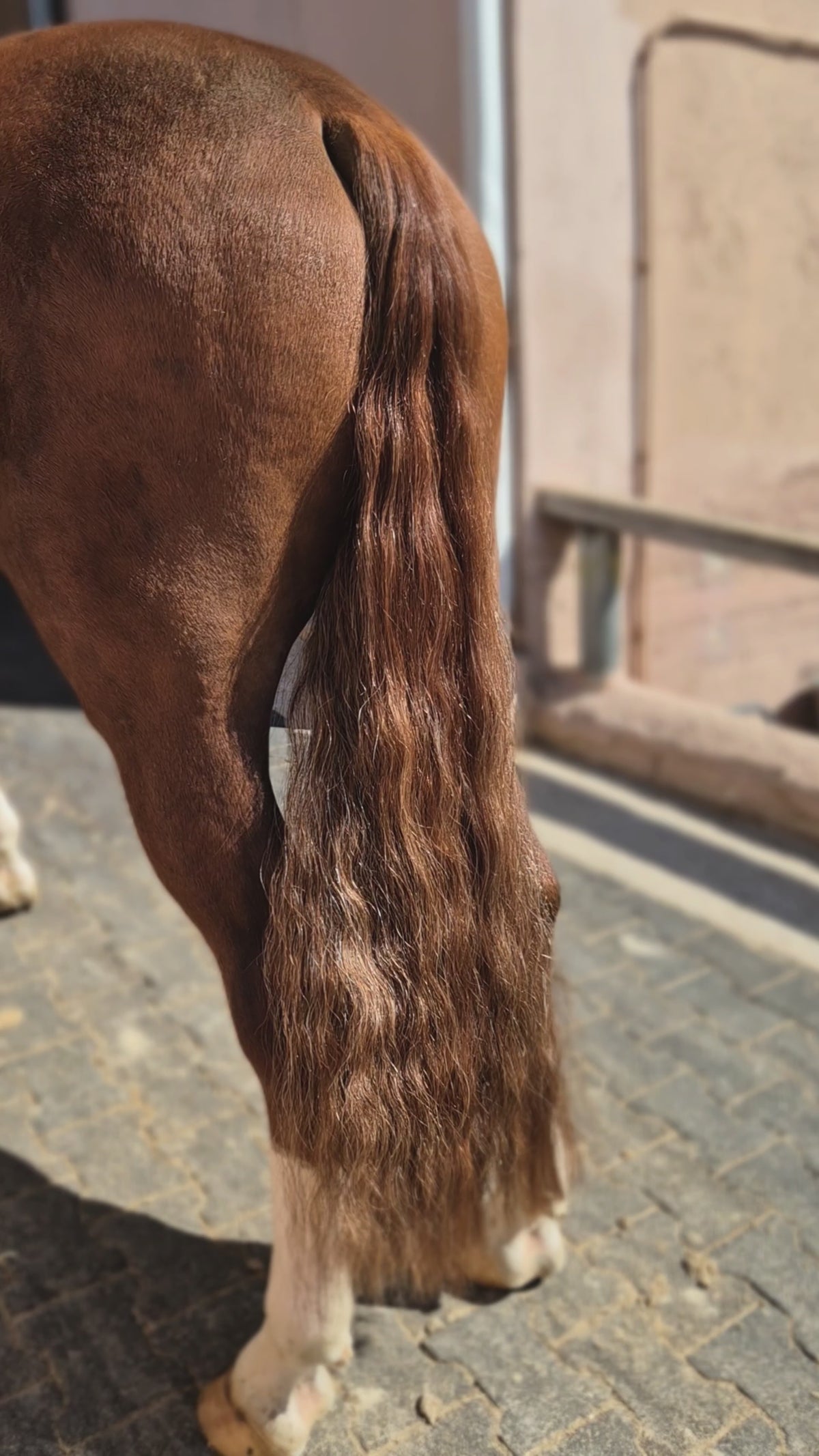 Chestnut Horse Tail Extension — video