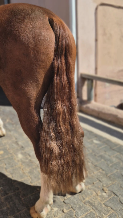 Chestnut Horse Tail Extension — video