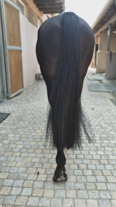 Total Black Horse Tail Extension — video