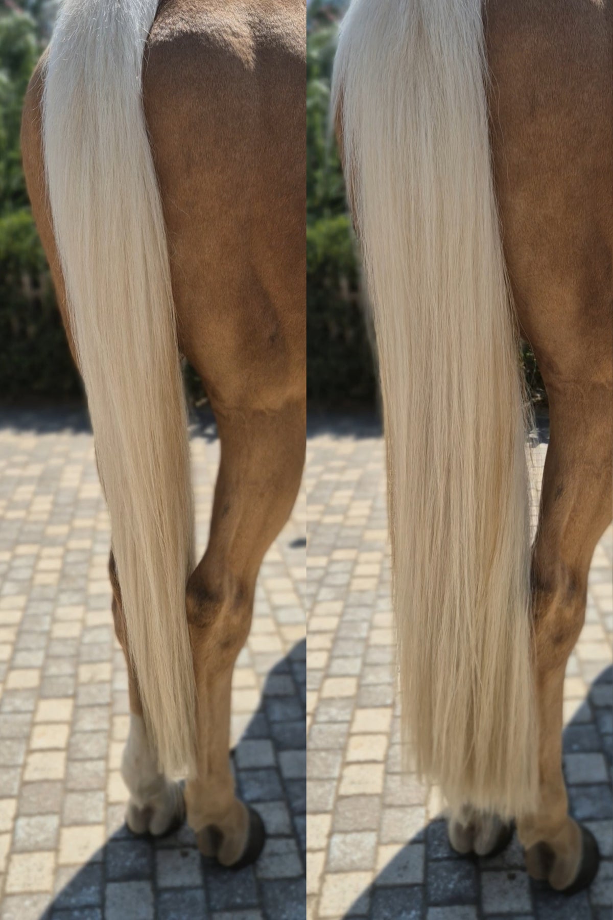 Palomino Horse Tail Extension — Fairytail Extension by Equine Tails