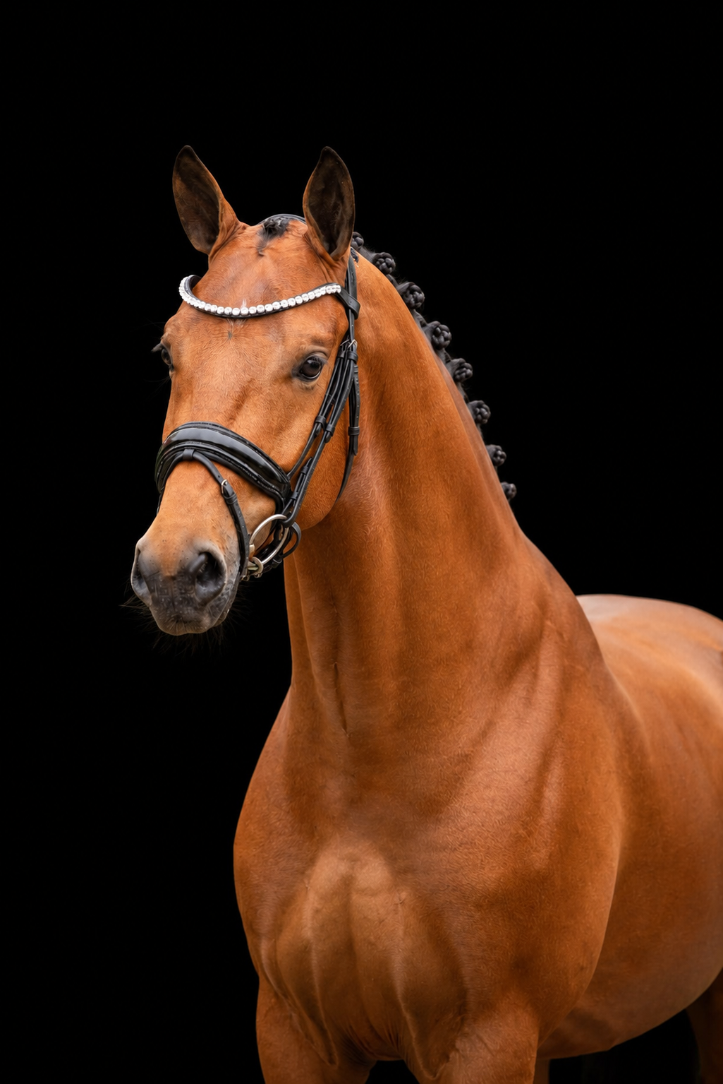 EquineTails Dressage Bridle — product view