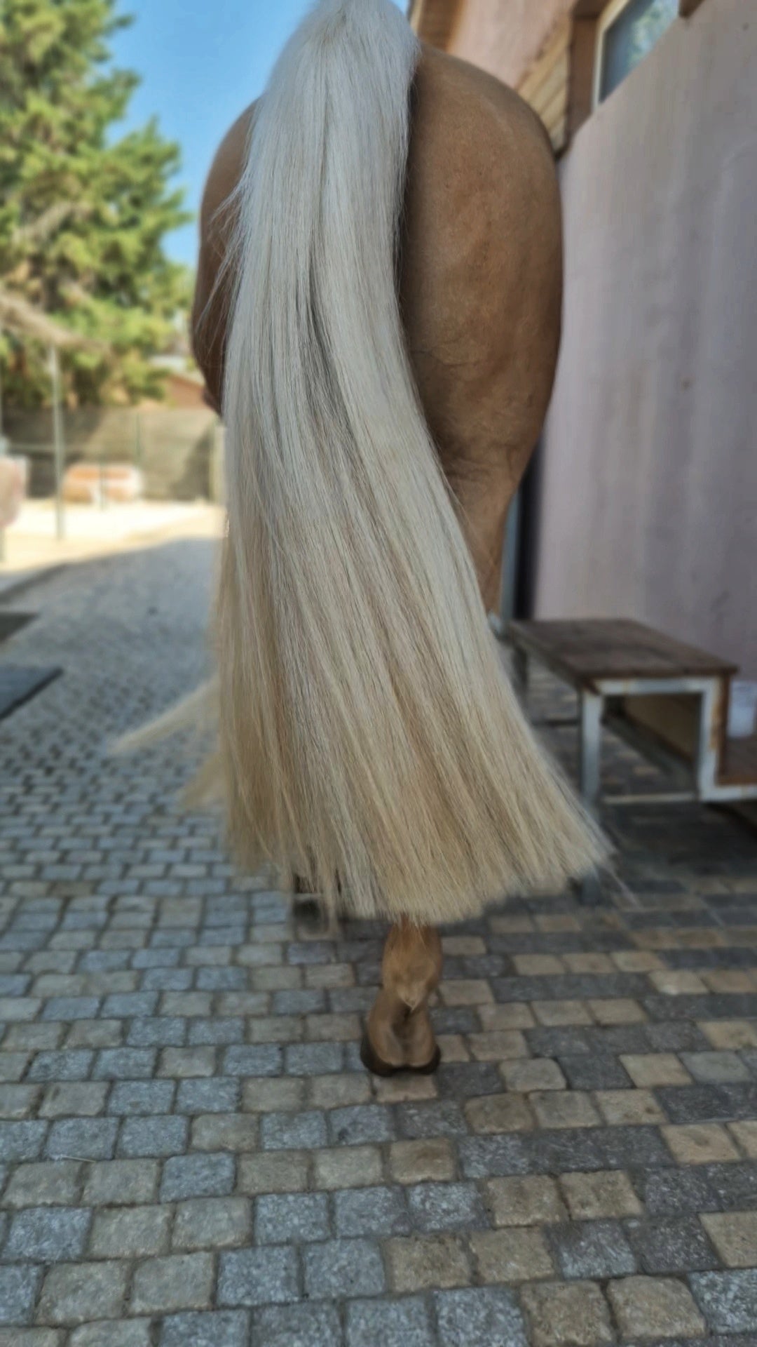 Palomino Horse Tail Extension — detail view 2